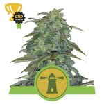 royal haze automatic