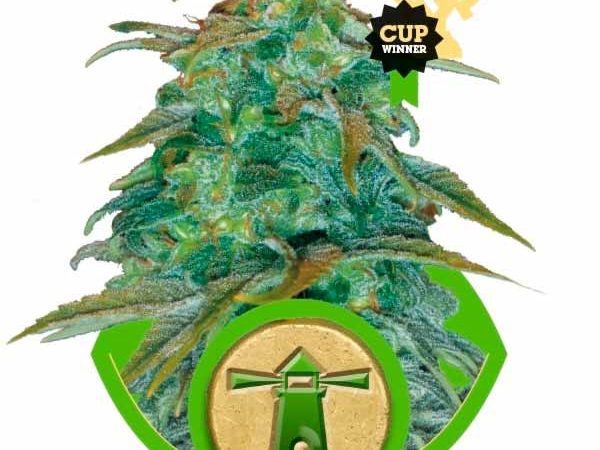 royal haze automatic 4