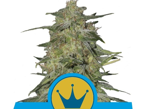 royal highness
