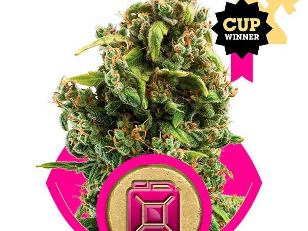 sour diesel 1 2