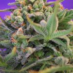 sweet cheese sweet seeds