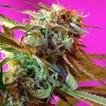 wild rose sweet seeds