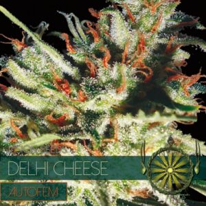 autofem vision seeds delhi cheese 500x500 1