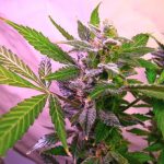 blue mystic feminized