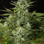 Cheese CBD