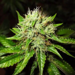 og kush