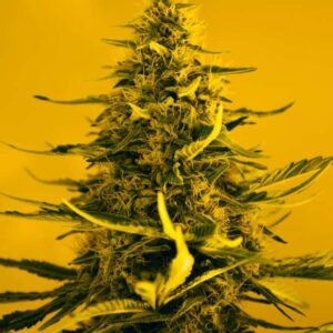 white widow feminized