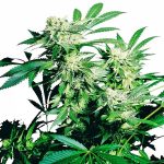skunk kush sensi seeds