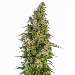 afghani 1 automatic sensi seeds