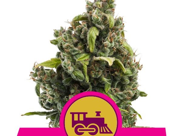 candy kush express fast flowering