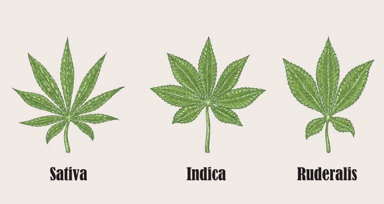 cannabis Ruderalis