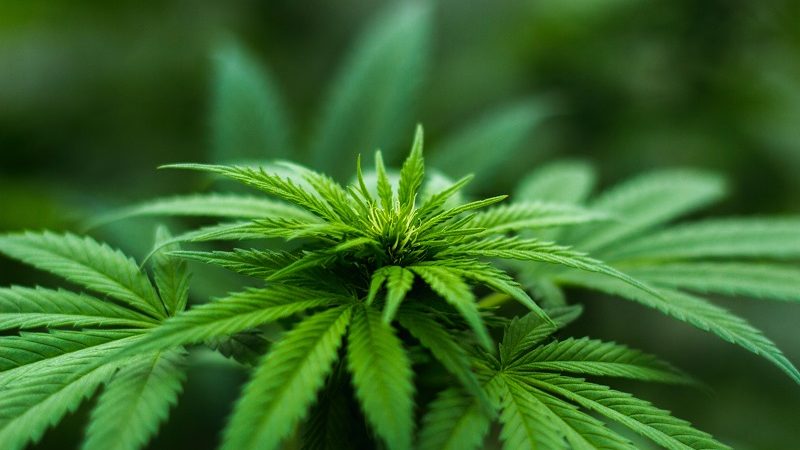 cannabis cancer