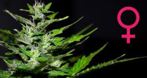 cannabis feminized