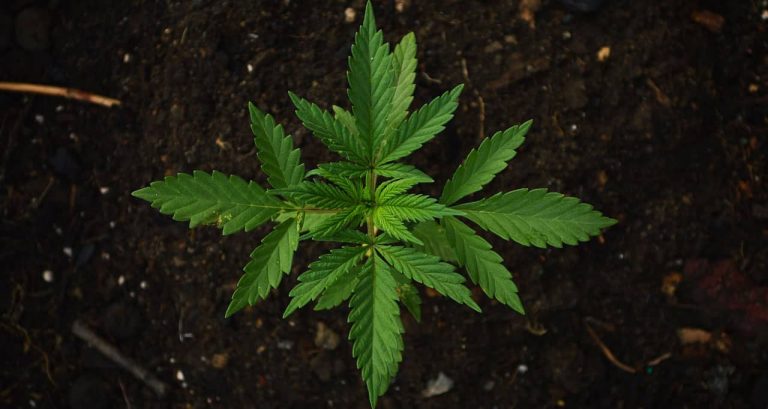 cannabis green 2 min