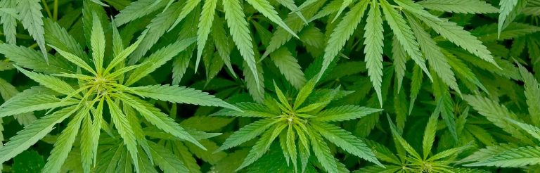 cannabis image leaf
