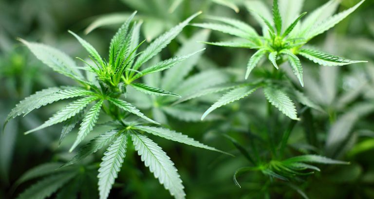cannabis leaf
