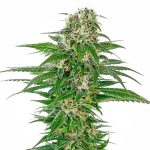 early skunk autoflowering sensi seeds