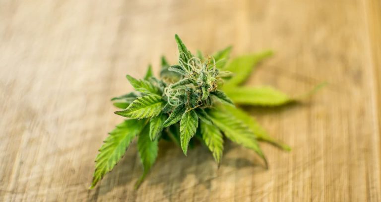 leaf cannabis 2 min