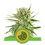 royal cookies automatic
