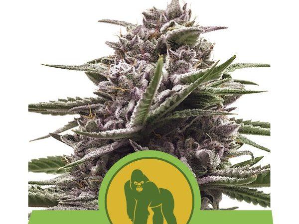 royal gorilla automatic