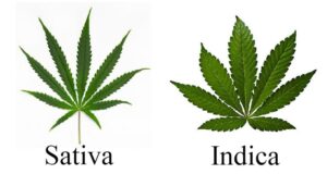the difference between indica sativa and hybrid min