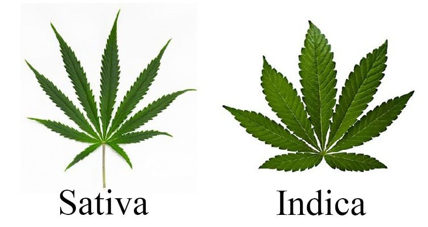the difference between indica sativa and hybrid min
