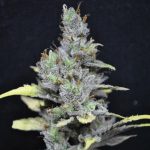 CBD MediHaze cbd crew