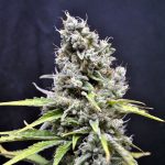 CBD Skunk Haze cbd crew
