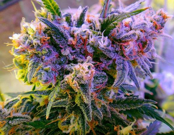 aurora indica feminized