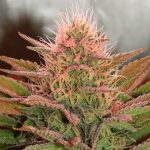 bubblelicious feminized