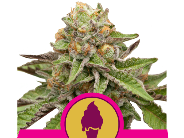 green gelato