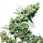 jamaican pearl feminised sensi seeds