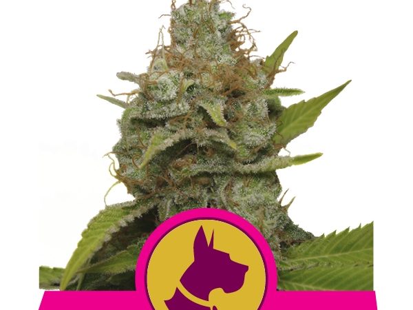 kali dog