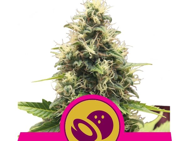 somango xl