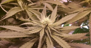 Ιατρική κάνναβη