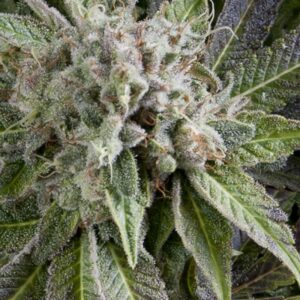 Blue Pyramid Autoflowering 600x600