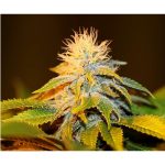 Bubba Kush