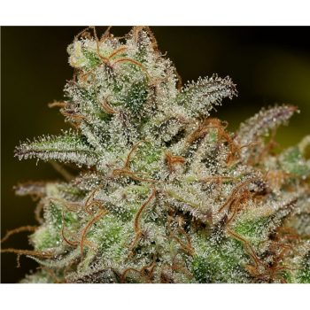 Critical Purple Kush 1