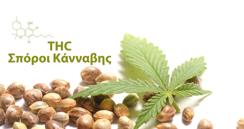 THC sporia kannabis