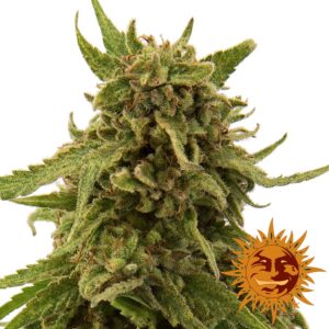 cbd critical cure barneys farm