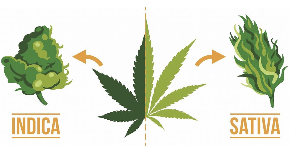 indica sativa sporoi kannabis 50 50