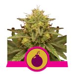 royal domina