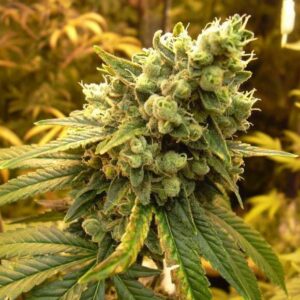 sour diesel feminized