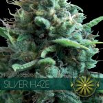 vision seeds silver haze 500x500 1