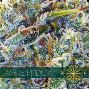 vision seeds white widow 500x500 1