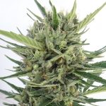 Auto Malawi x Northern Lights ace seeds