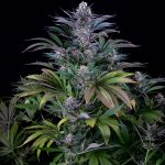 Super Silver dinafem