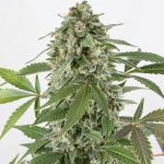 White Widow Auto dinafem