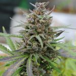 baby boom auto kannabia