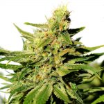 bcn diesel cbd kannabia